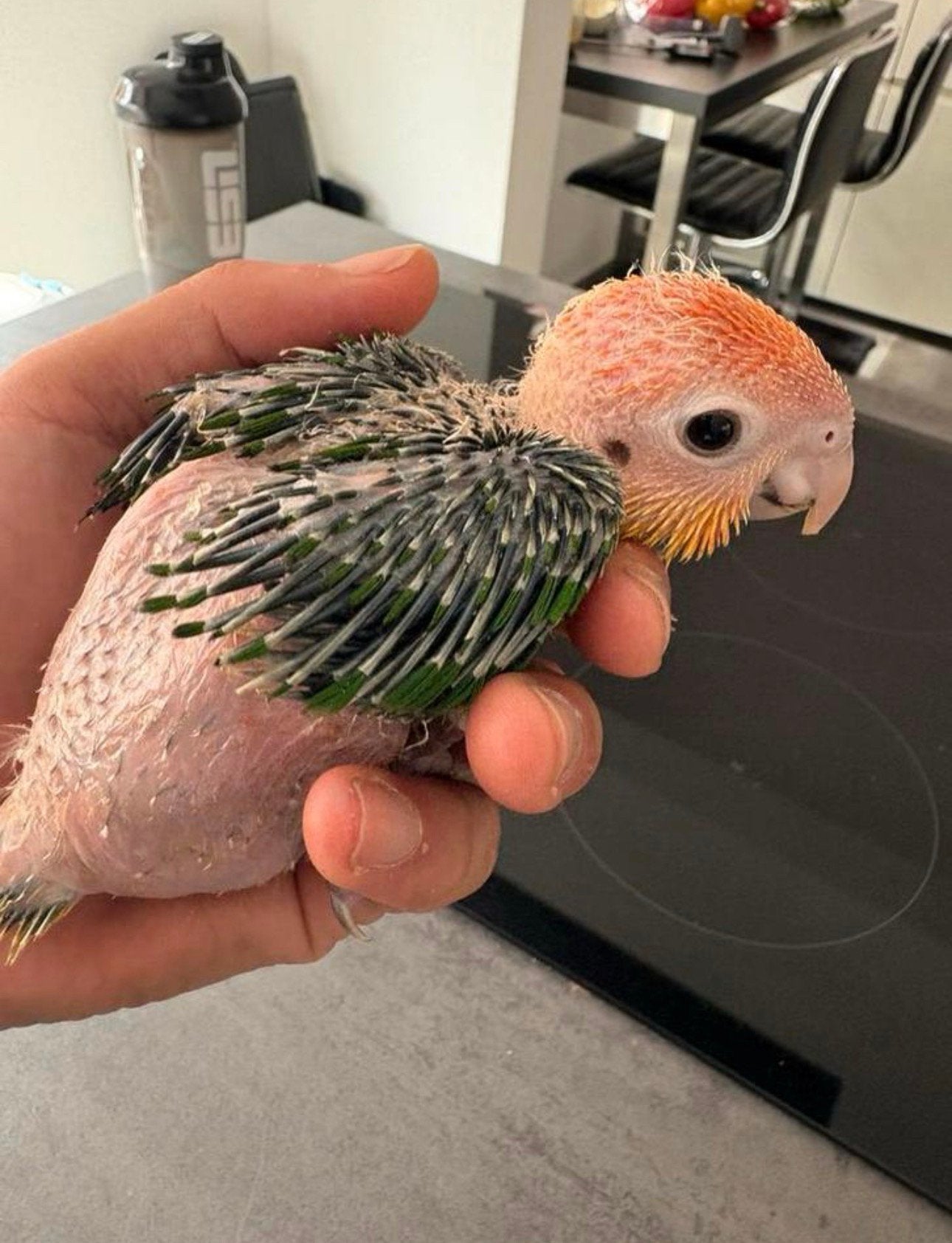 Piep Jonge Roestkop caiques nog twee beschikbaar, Dieren en Toebehoren, Geslacht onbekend, Papegaai, Tam