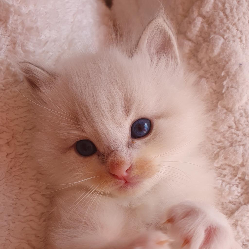 Cute fluffy Ragdoll kittens, Meerdere dieren