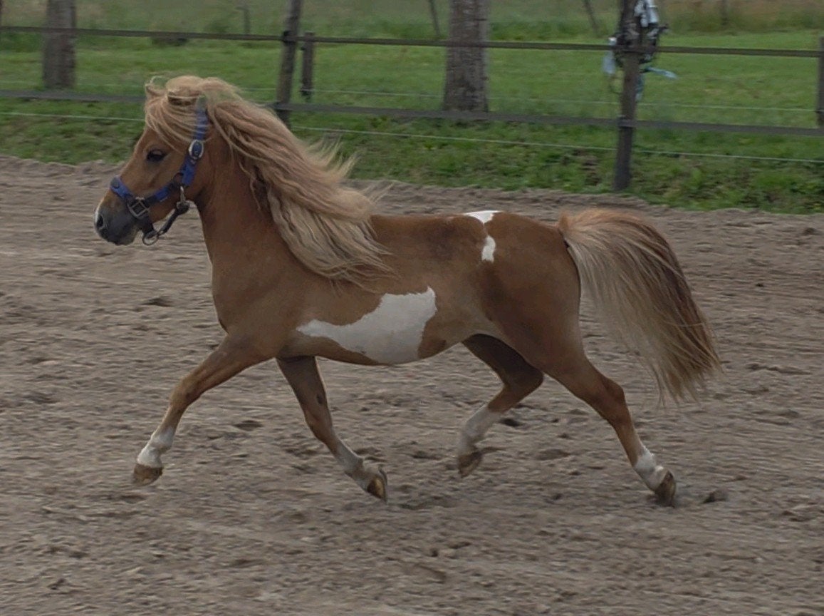Lieve Shetlander hengst, Dieren en Toebehoren, Pony's, 0 tot 2 jaar, Hengst, A pony (tot 1.17m), Gechipt