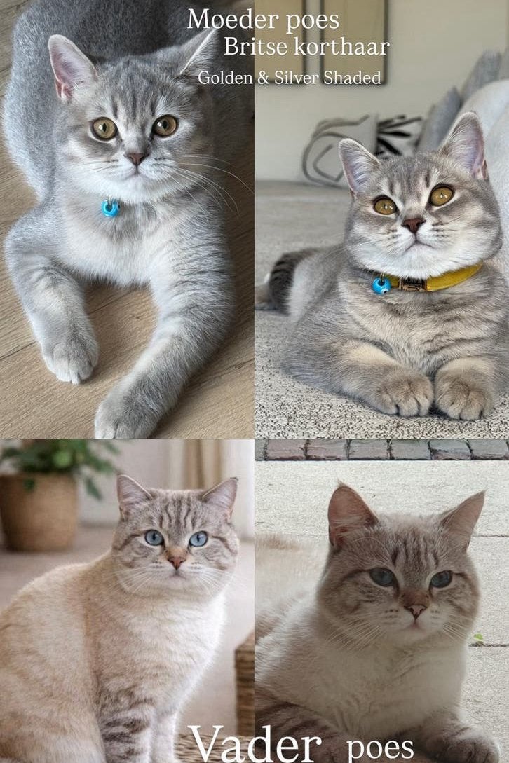 Britse korthaar kater kittens, Kater