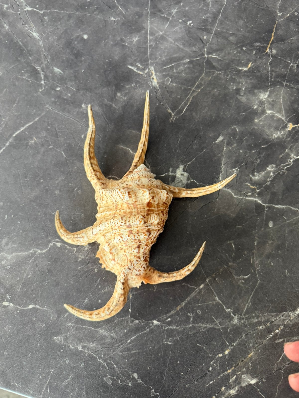 Kroonzee schelp, Ophalen, Schelp(en)
