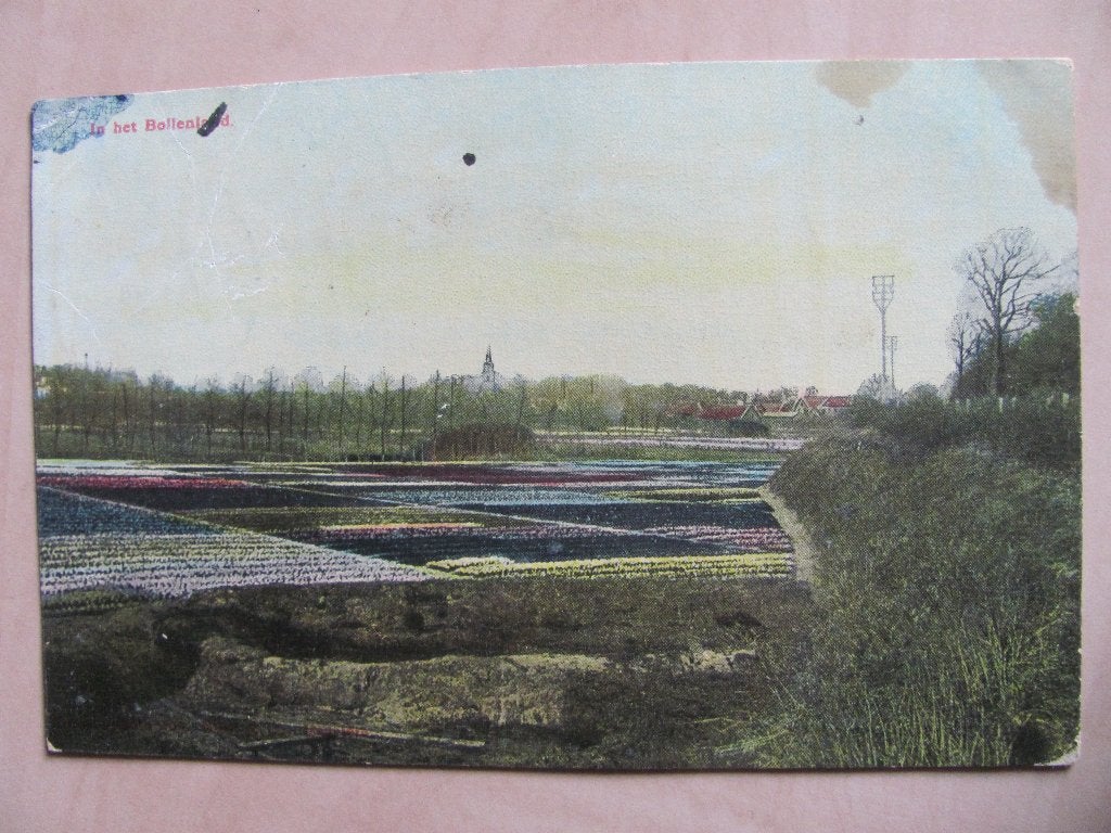 Hillegom 1907 Bollenveld met zicht op Bennebroek, Ophalen of Verzenden, Voor 1920, Gelopen, Zuid-Holland
