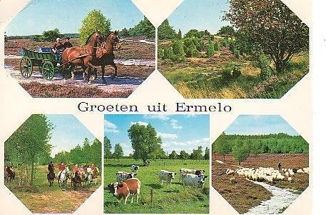 Ansichtkaart 	Ermelo	5-luik	Paarden	Schapen Koeien, Verzenden, 1960 tot 1980, Gelopen, Gelderland