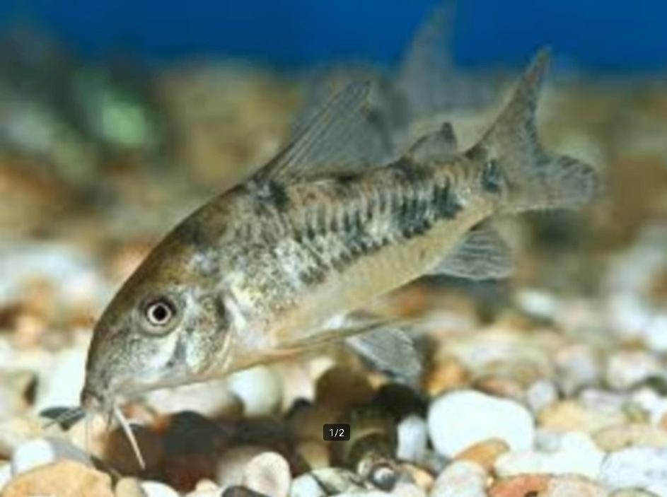 Corydora Paleatus - Pantsermeerval - Koidream Valburg, Dieren en Toebehoren, Vis, Zoetwatervis