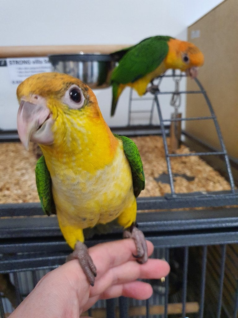Super lieve Caique's beschikbaar (Roestkop en Zwartkop), Dieren en Toebehoren, Vogels | Parkieten en Papegaaien, Meerdere dieren