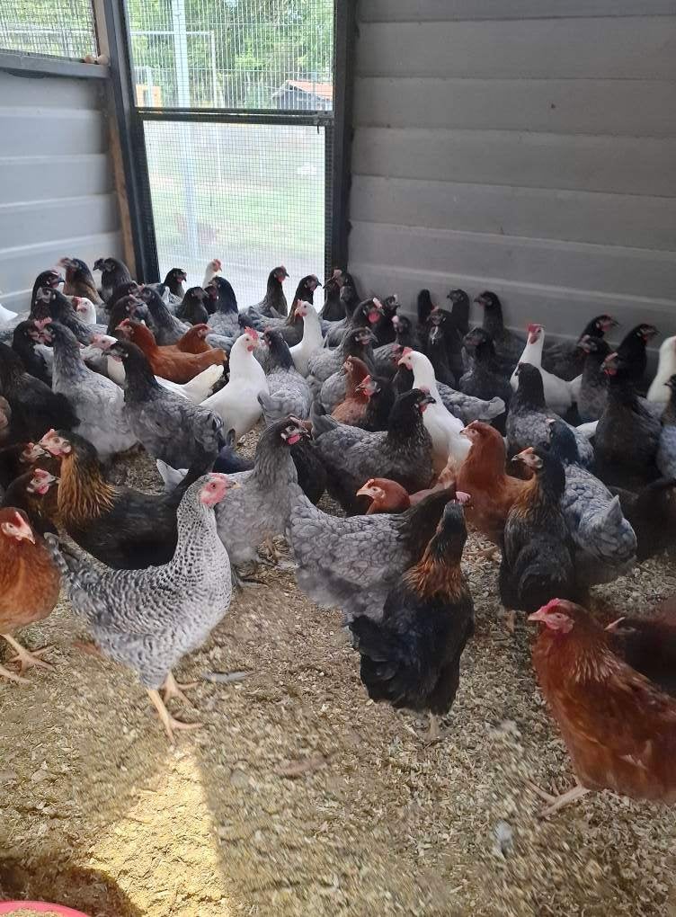 Grote keuze leghennen-sierkippen-krielkippen, Dieren en Toebehoren, Vrouwelijk, Kip