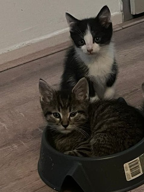 Schattige kittens, per direct ophalen!, Dieren en Toebehoren