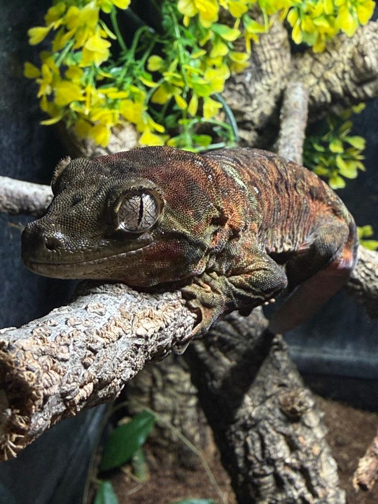 Mainland Chahoua Gekko, Hagedis, 3 tot 6 jaar