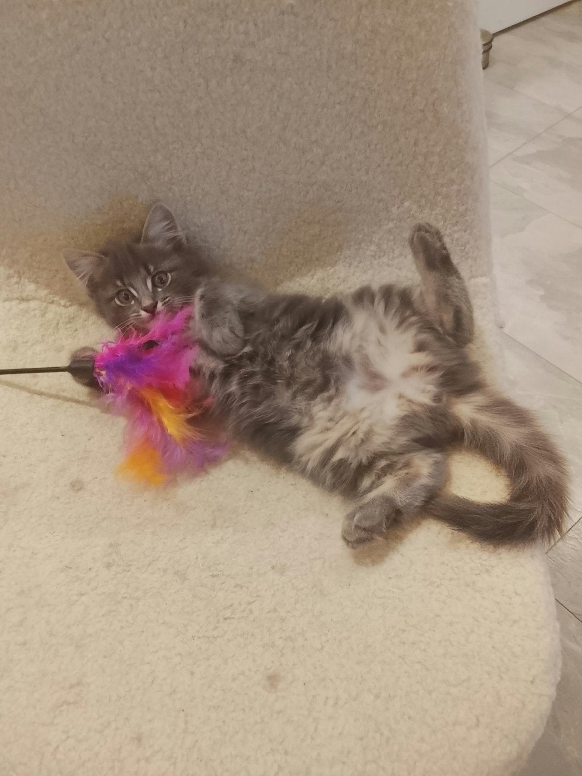 Ragdolll Sollid Poesje s (kittens), Dieren en Toebehoren, Poes, Ontwormd, 0 tot 2 jaar