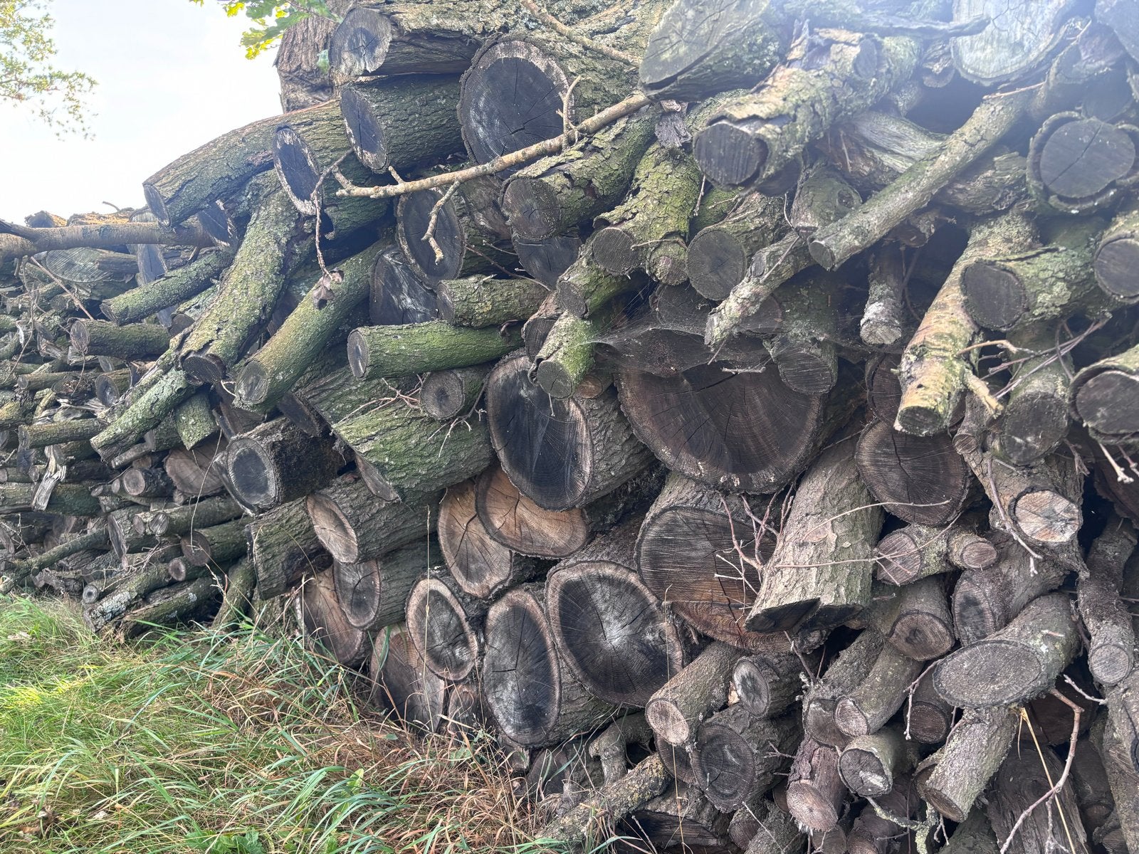 Eikenhout,Stammen,kachelhout,haardhout,stookhout, 6 m³ of meer, Ophalen, Eikenhout, Takken