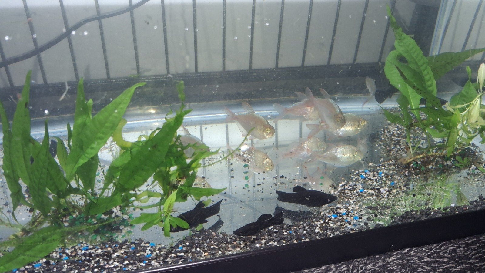 Groepje black Molly's  moeten weg, Dieren en Toebehoren, Vissen | Aquariumvissen, Vis