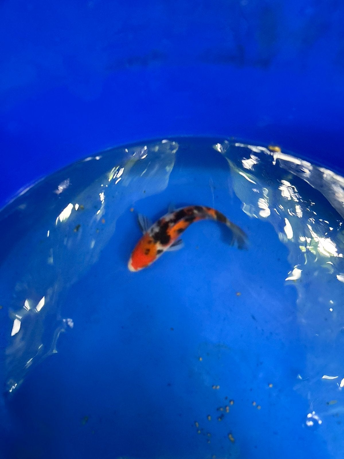 Sanke koi koikarper vijver vis vissen karper, Dieren en Toebehoren, Vissen | Vijvervissen, Karper of Koi