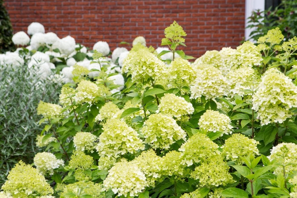 15x Hydrangea Little Lime 50-60 cm – alle 15 voor €125, Ophalen of Verzenden, Hortensia, Haag, Minder dan 100 cm