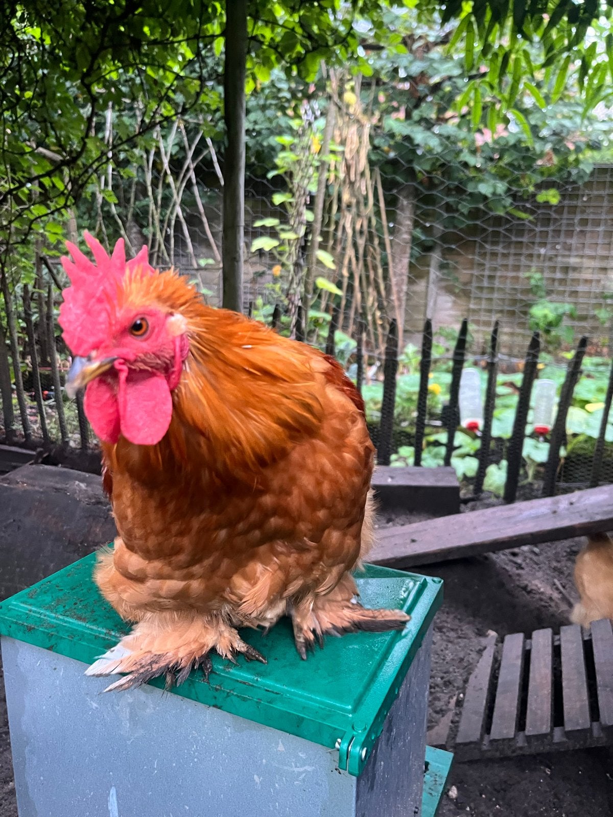 Wyandotte kriel haantje, Mannelijk, Kip