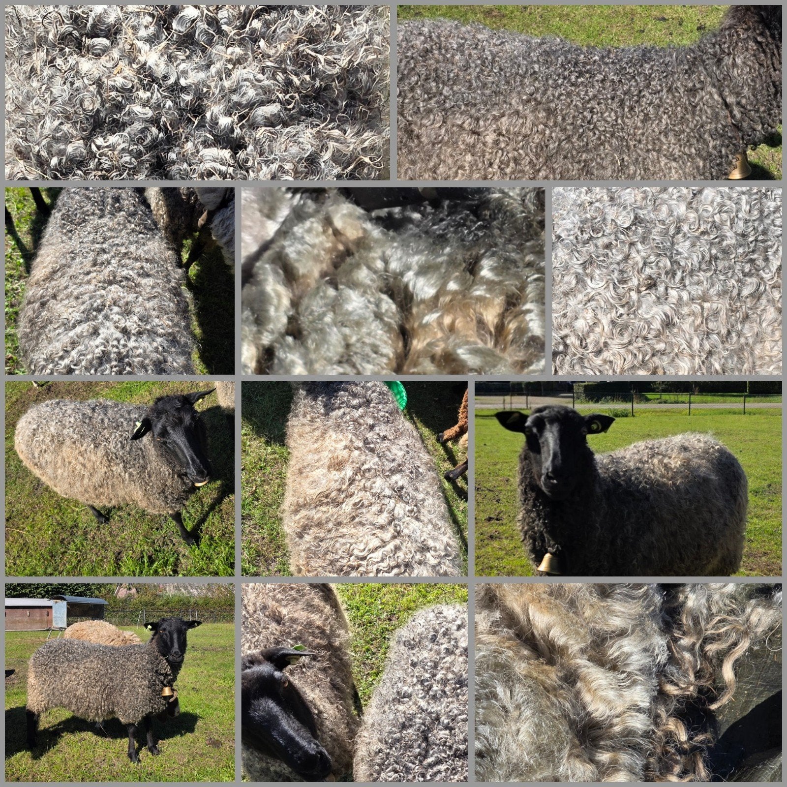 Wol van 4 Gotland Pelsschapen. Zomer scheerbeurt, Hobby en Vrije tijd, Ophalen of Verzenden