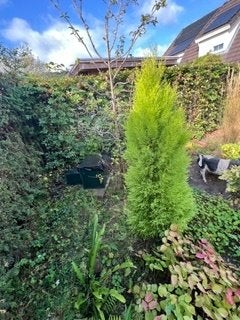 Conifeer lichtgroen, Ophalen, Conifeer, 100 tot 250 cm
