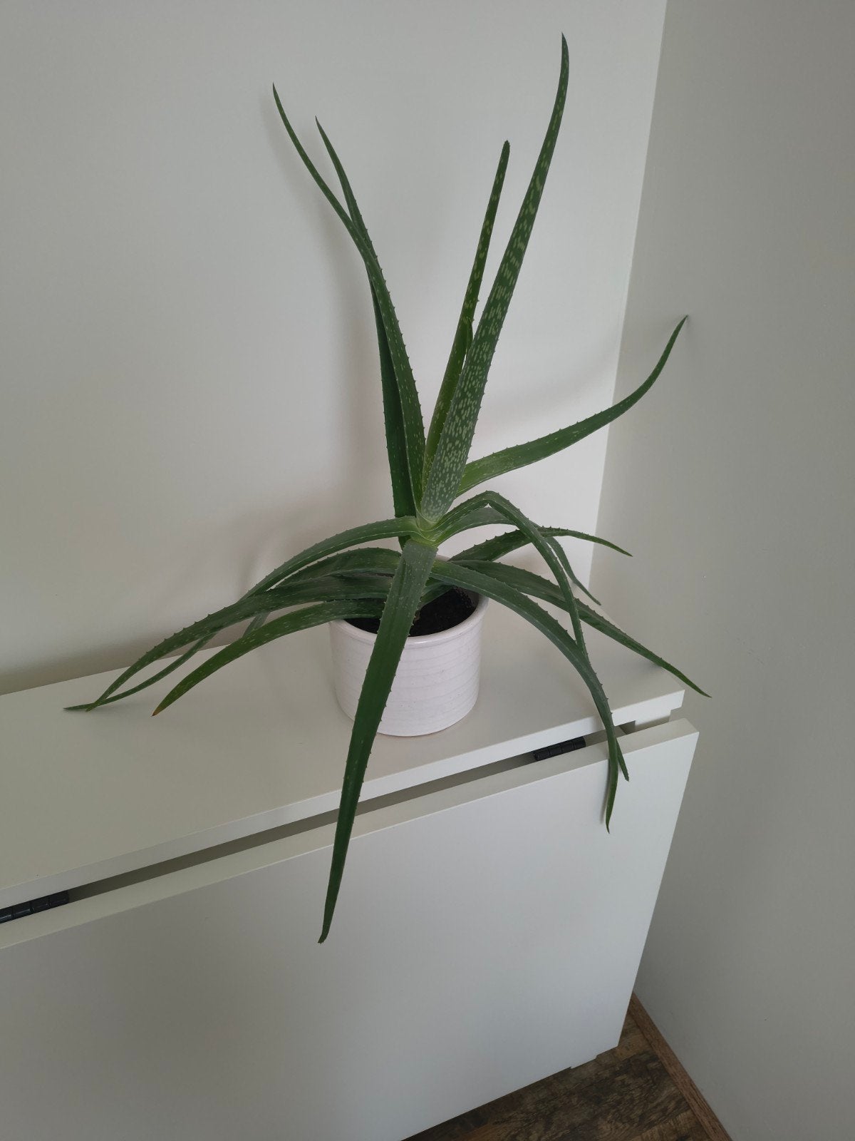aloe vera, Ophalen, Halfschaduw, Minder dan 100 cm