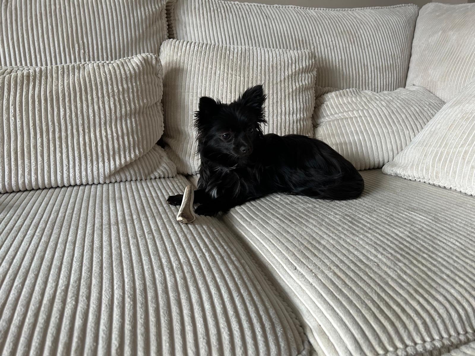 Warm mandje gezocht voor pomchi, 1 tot 2 jaar, Teef, Parvo, Eén hond