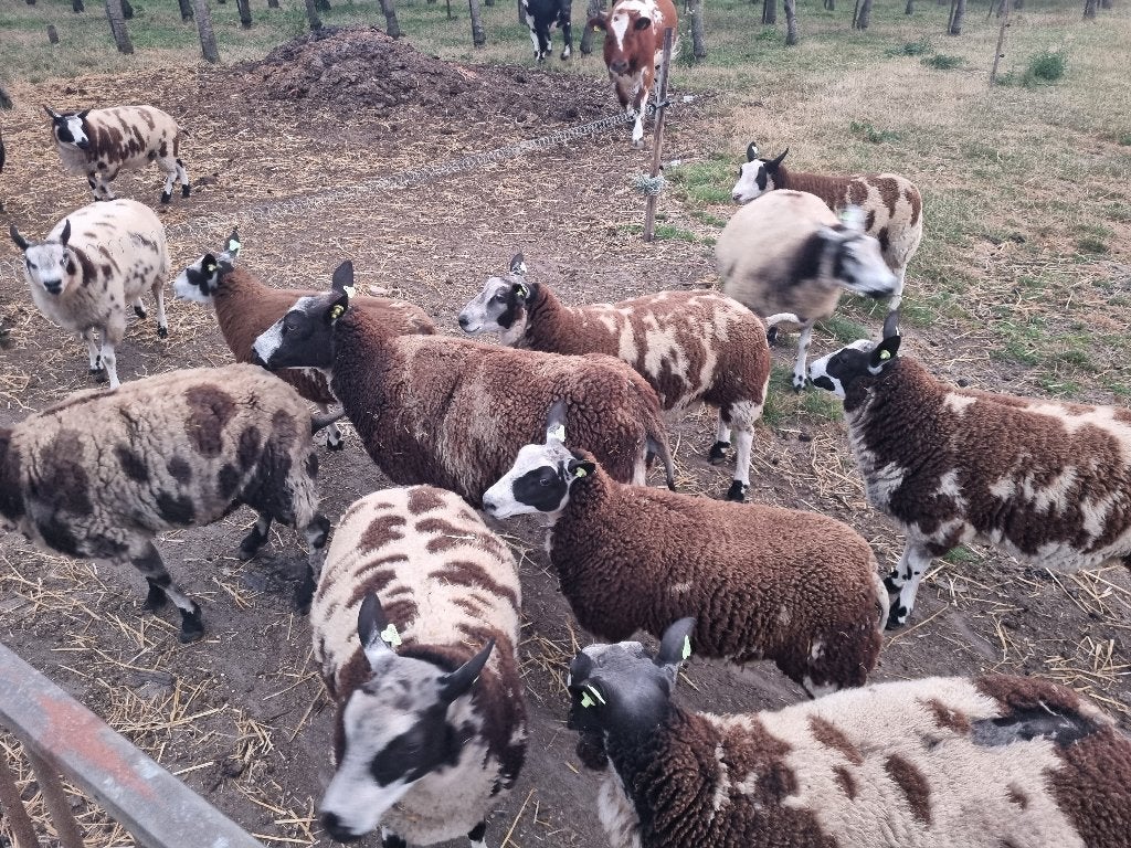 dekrammen fokooien bont, Dieren en Toebehoren, Schapen, Geiten en Varkens, Meerdere dieren, Schaap, 0 tot 2 jaar