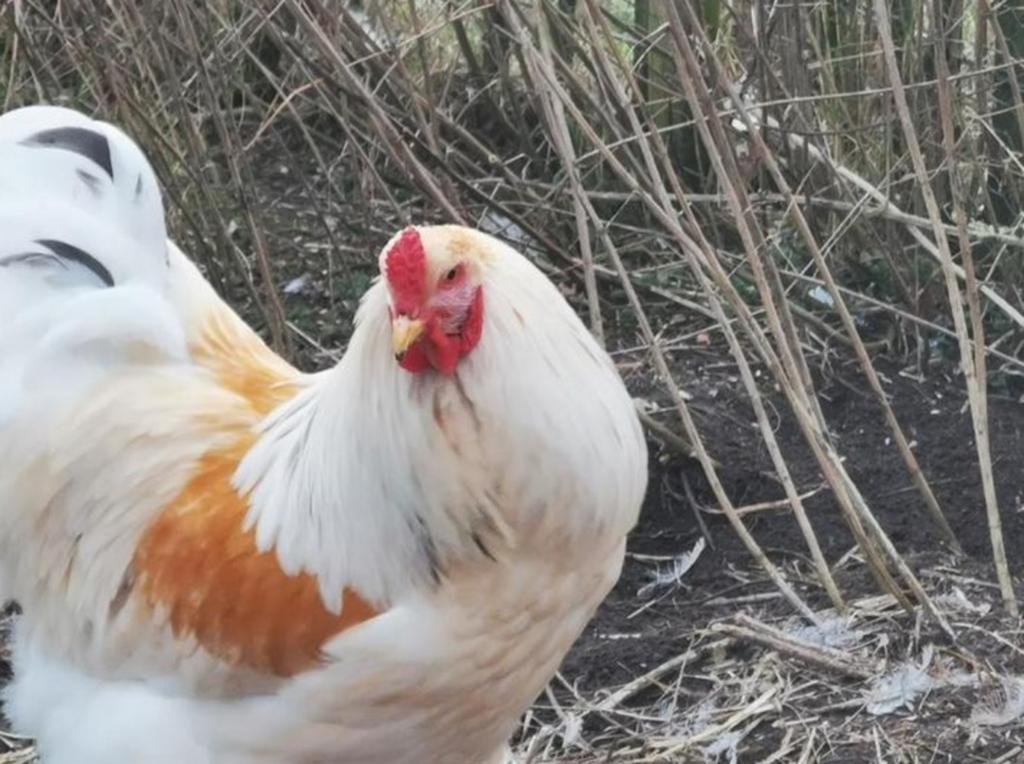 Broedeieren van de brahma lemon pyle, Dieren en Toebehoren, Pluimvee