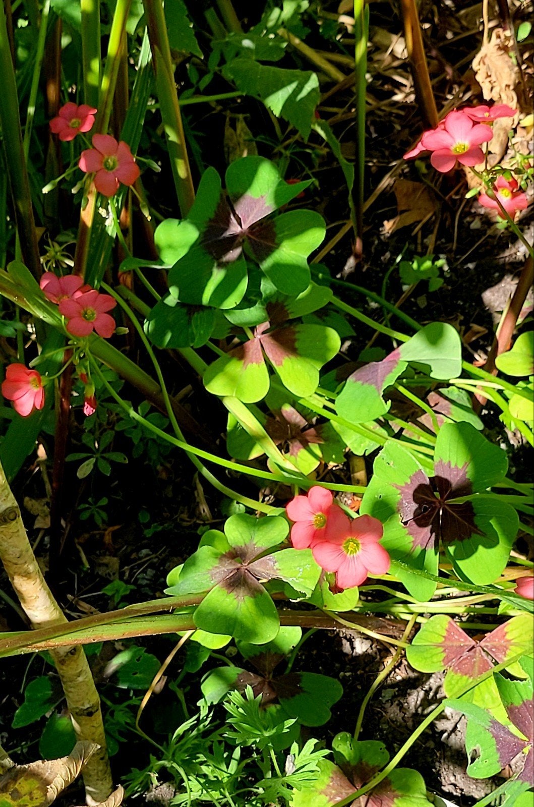 Oxalis deppei 'Iron Cross' - Geluksklaver, Vaste plant, Halfschaduw, Zomer, Ophalen