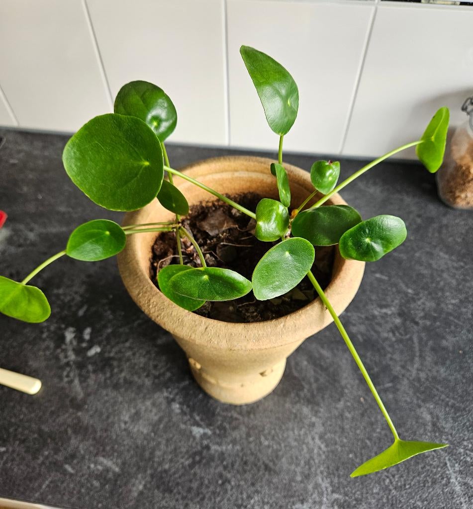 Pannekoekplant, Ophalen, Zo goed als nieuw