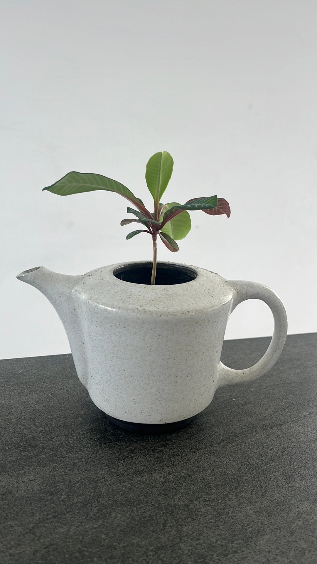Plant in theepot, Ophalen of Verzenden, Rond, Minder dan 30 cm