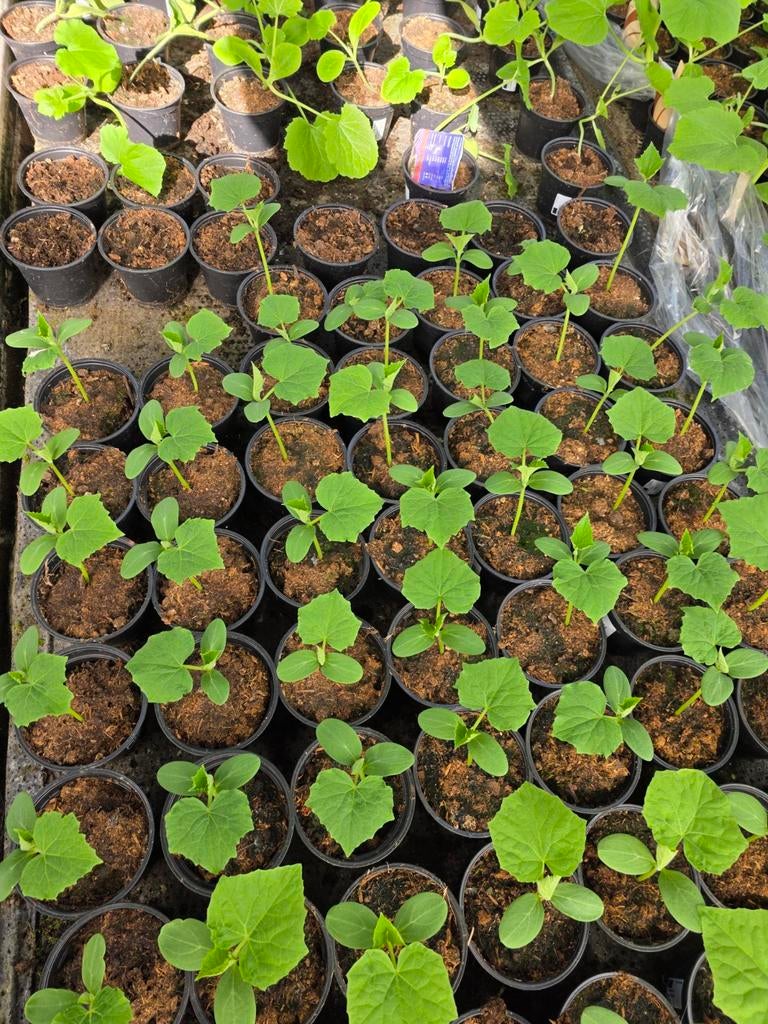 Groentenplanten opgekweekt uit biologisch zaad, Tuin en Terras, Ophalen, Eenjarig, Groenteplanten, Volle zon