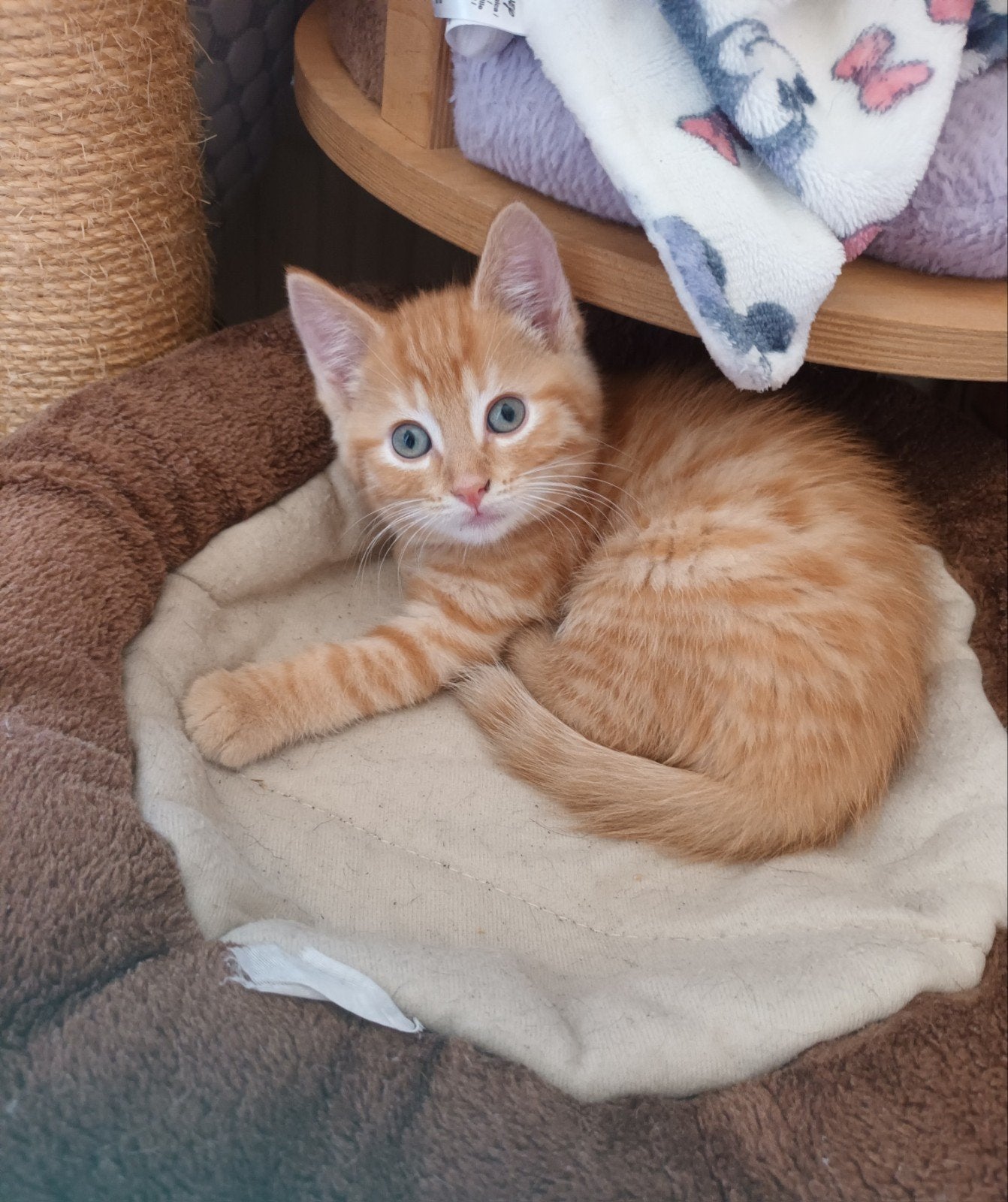 7 super lieve en schattige kittens, Dieren en Toebehoren, Meerdere dieren, Ontwormd, 0 tot 2 jaar