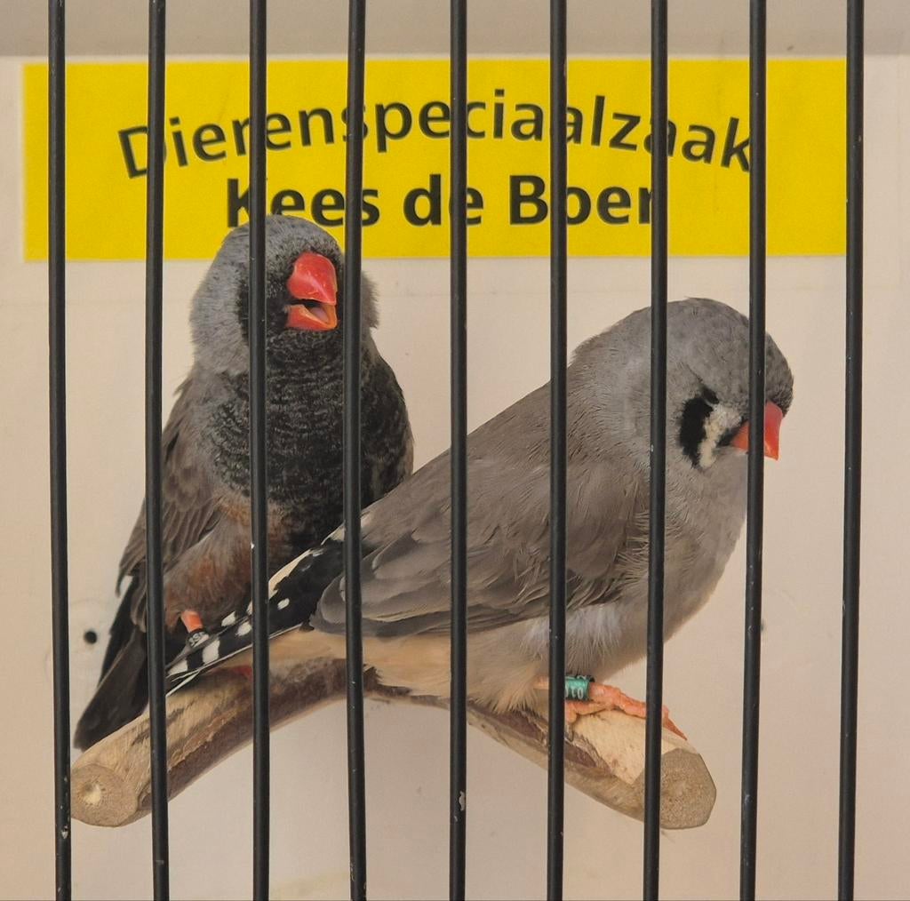 Xxl charcoal zebravinken, Meerdere dieren, Geringd