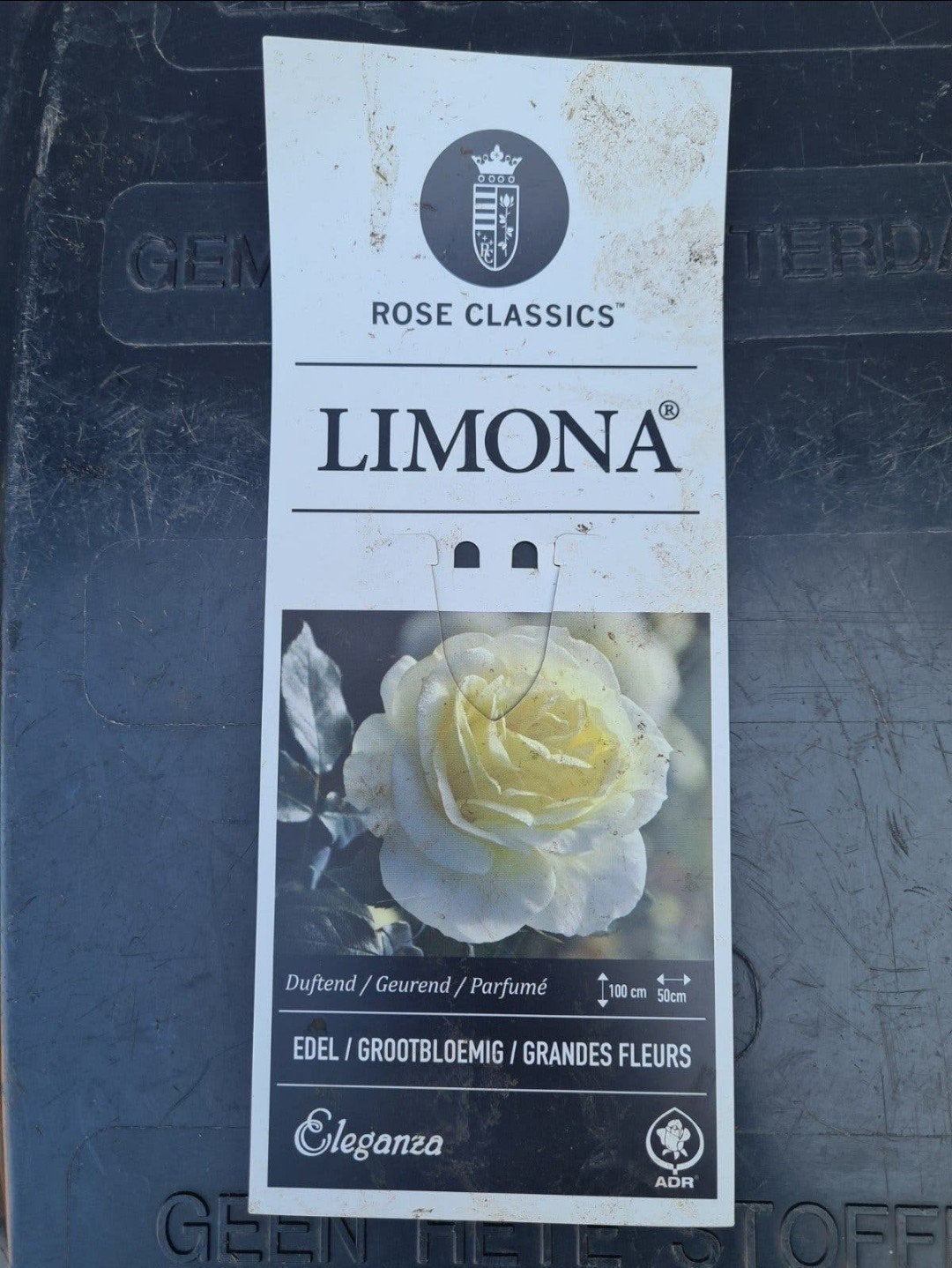 Roos 'Limona' - Geel, geurend en grootbloemig, Volle zon, Vaste plant, Zomer, Ophalen
