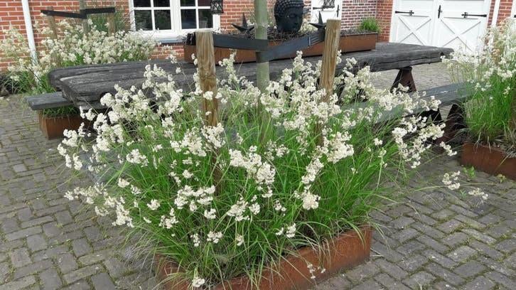 Siergrassen vaste plant, Ophalen, Vaste plant, Siergrassen, Halfschaduw