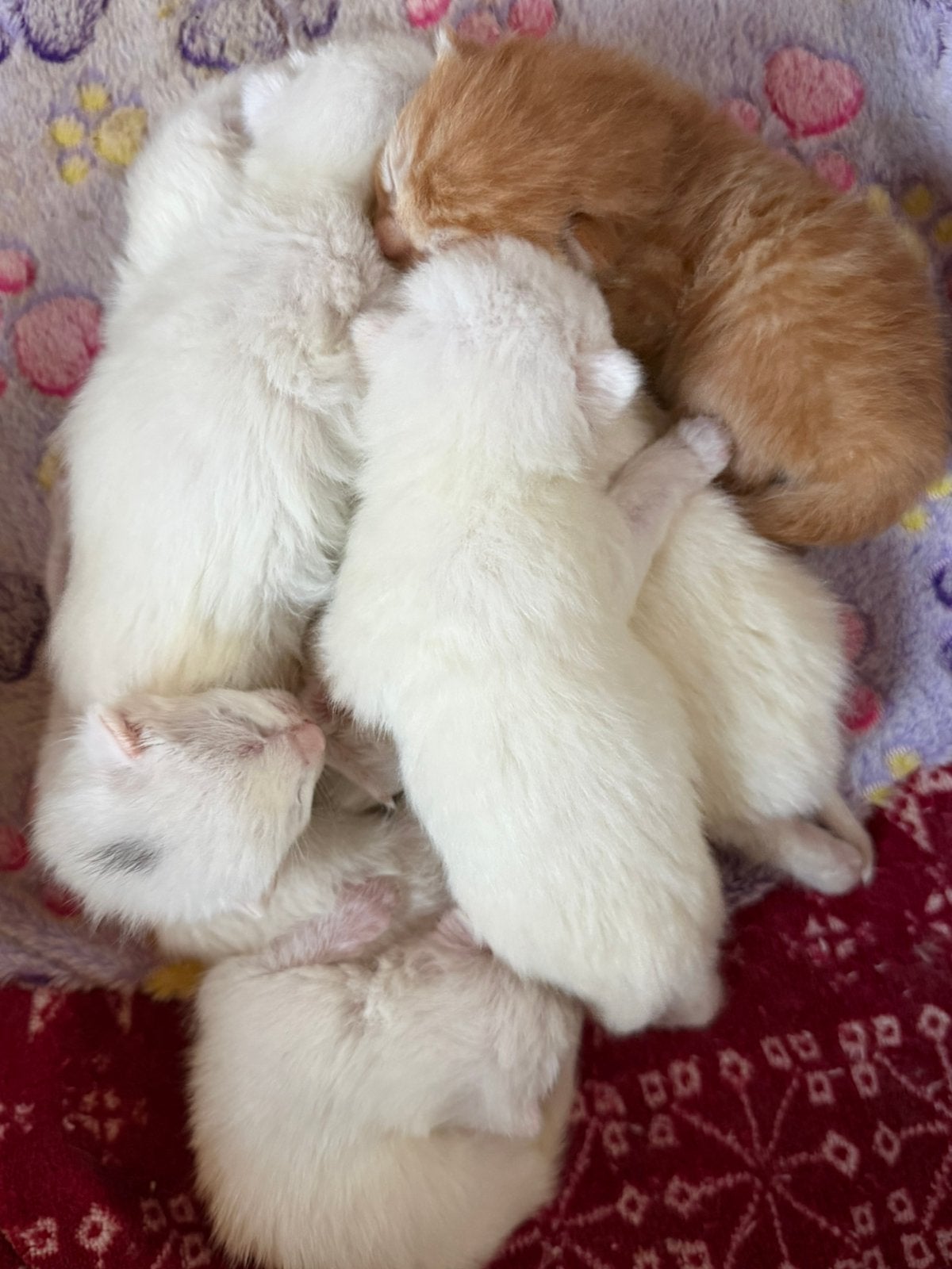 kittens zoeken forever home, Meerdere dieren, Ontwormd, 0 tot 2 jaar