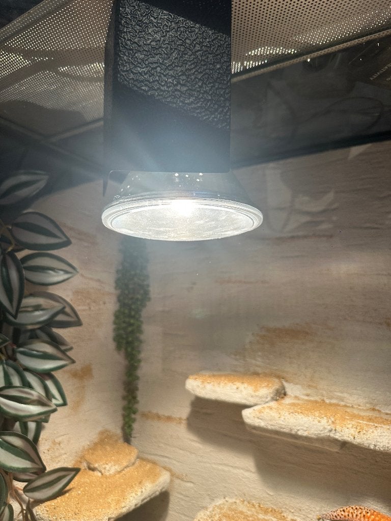 Luipaard gekko (eventueel met terrarium) Leopard Gecko photo 8