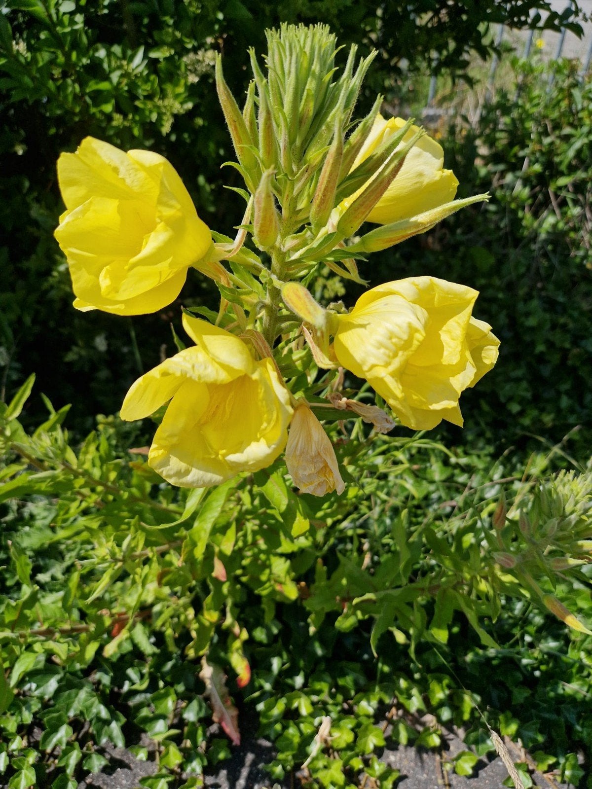Gele Teunisbloem zaden - 1 theelepel, Ophalen of Verzenden, Voorjaar, Volle zon, Zaad