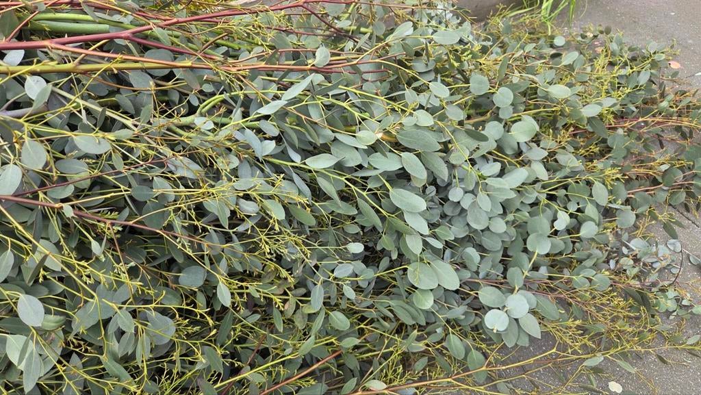 Eucalyptus takken, Ophalen, Overige soorten, Volle zon