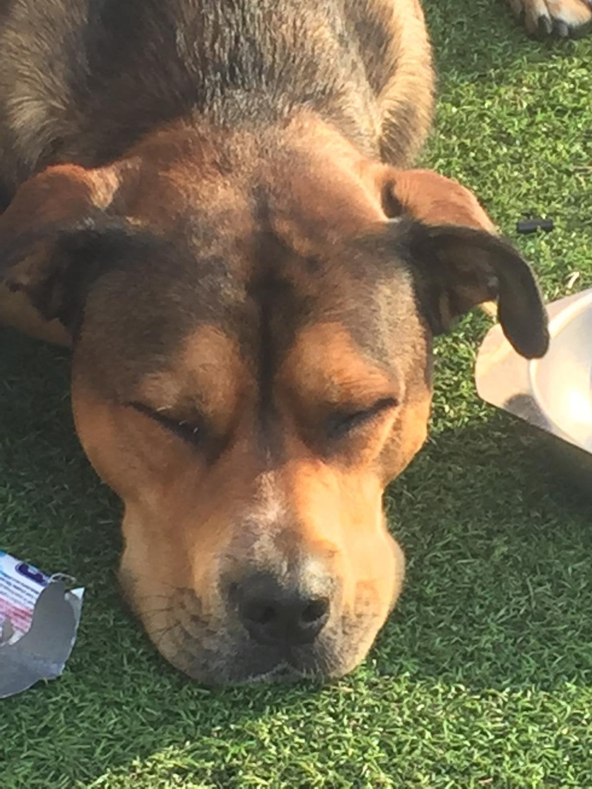 gezocht  reu pup groot, Dieren en Toebehoren, Reu, 8 tot 15 weken, Eén hond, Nederland