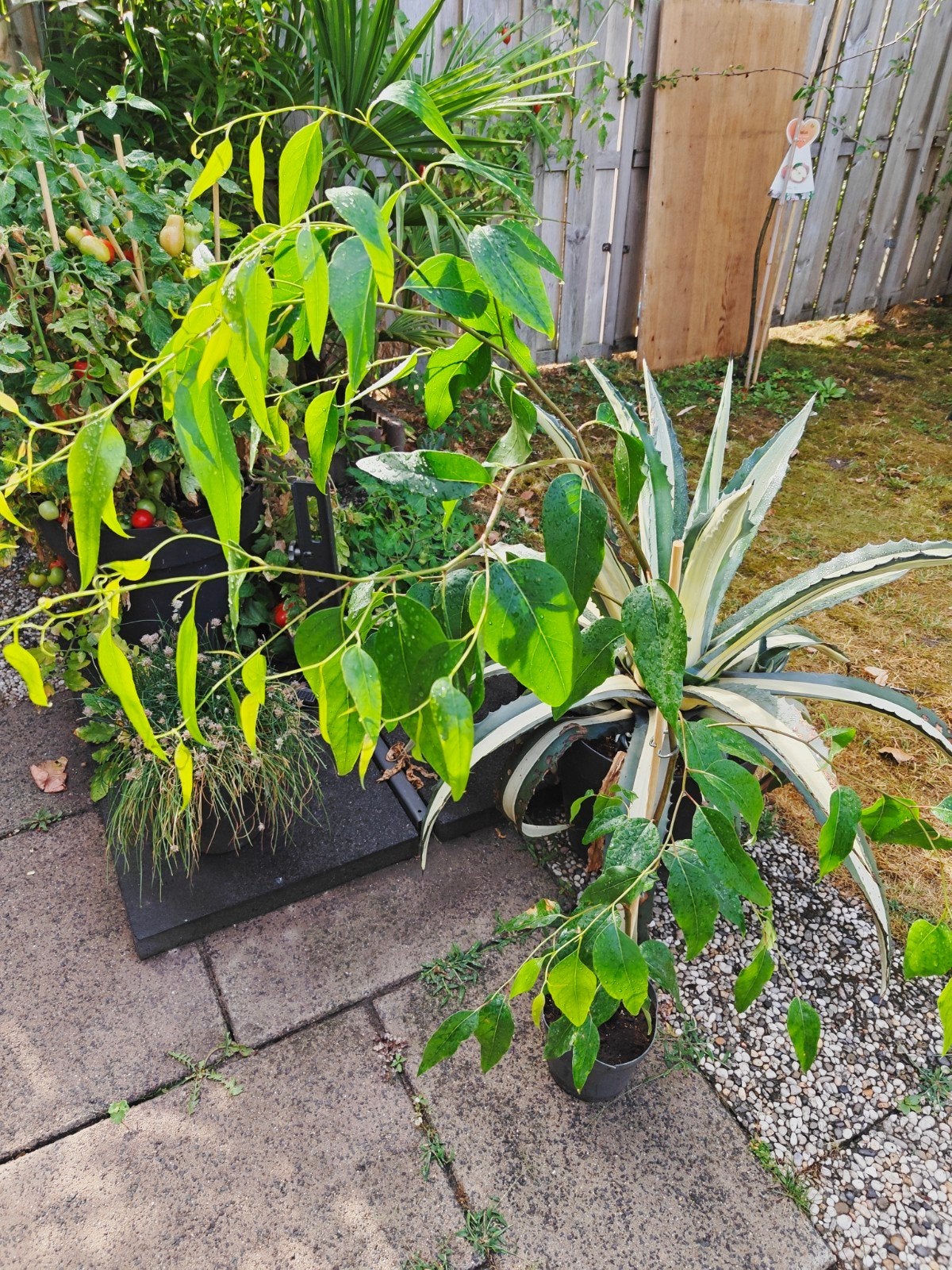Eucalyptus Regnans (140cm+). Verzenden mogelijk., Tuin en Terras, Overige soorten, Volle zon, Vaste plant, Ophalen of Verzenden