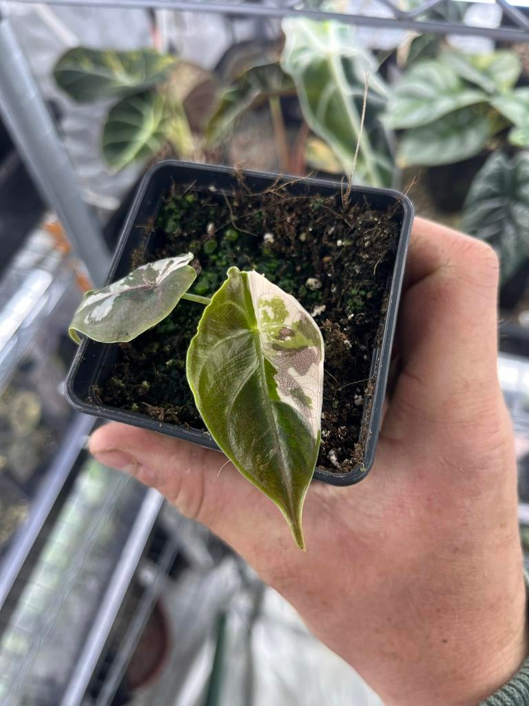 Alocasia Azlanii albo pink variegata, Huis en Inrichting, Kamerplanten, Overige soorten, In pot, Minder dan 100 cm, Bloeiende kamerplant