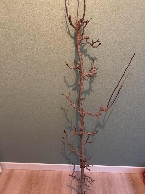 Decoratieve tak, Ophalen of Verzenden, Nieuw