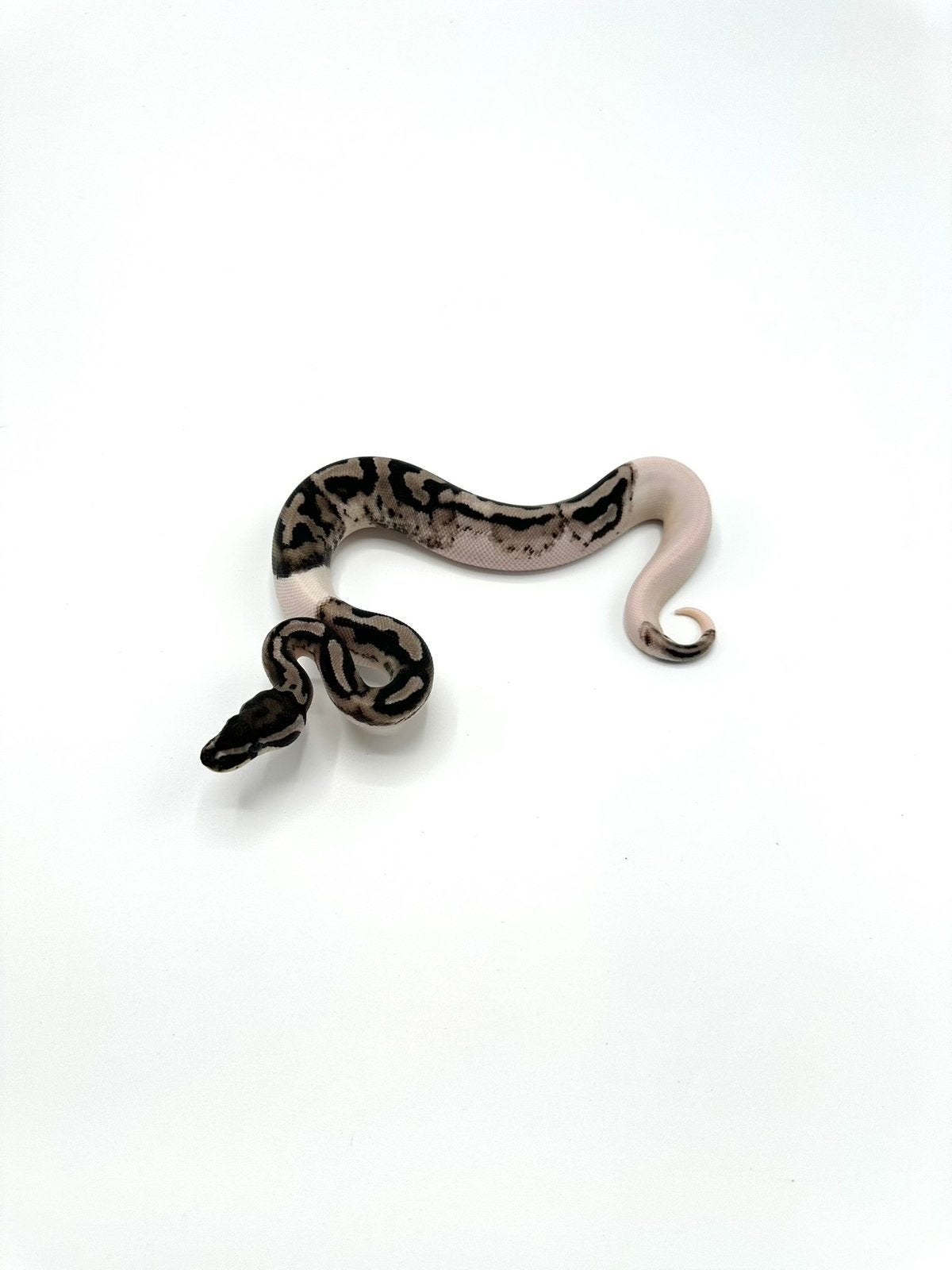 Diverse Python regius - koningspythons Ball Python photo 17