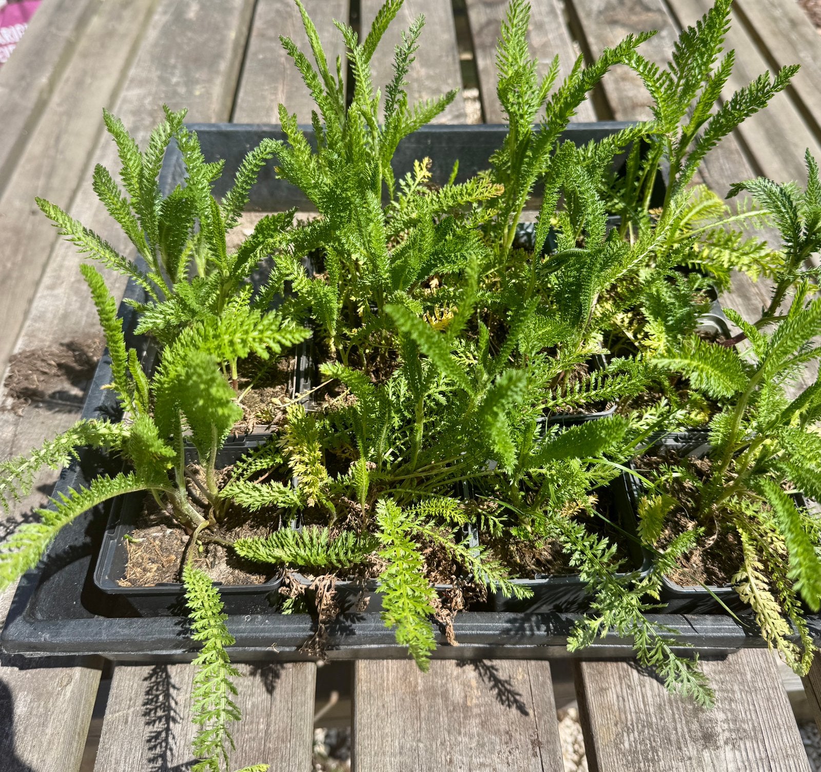 Biologische witte & rood/paarse duizendblad plantjes, Volle zon, Vaste plant, Zomer, Ophalen