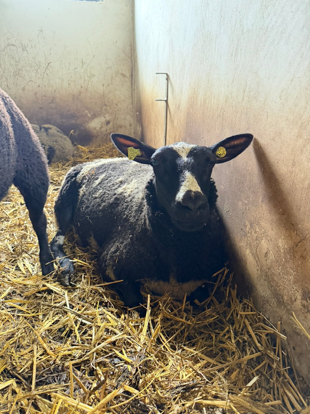 Schapen te koop, Vrouwelijk, Schaap
