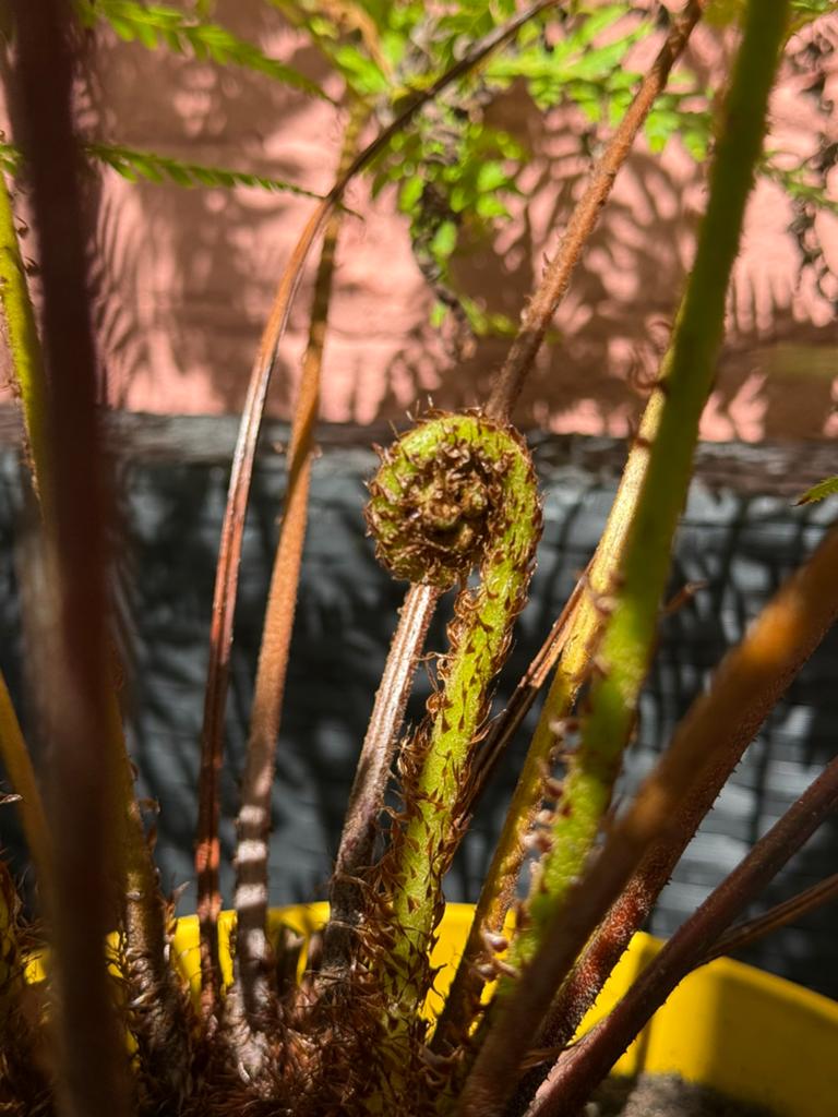 Boomvaren Cyathea Australis, Ophalen, Vaste plant, Overige soorten, Halfschaduw