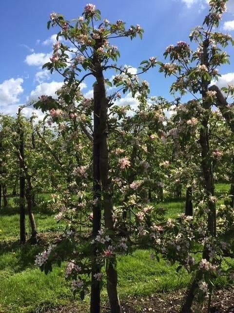 Oude Appelboom ‘Malus Elstar’ – Direct Vruchten aan de Boom, Tuin en Terras, Planten | Bomen, Volle zon, Lente, 100 tot 250 cm