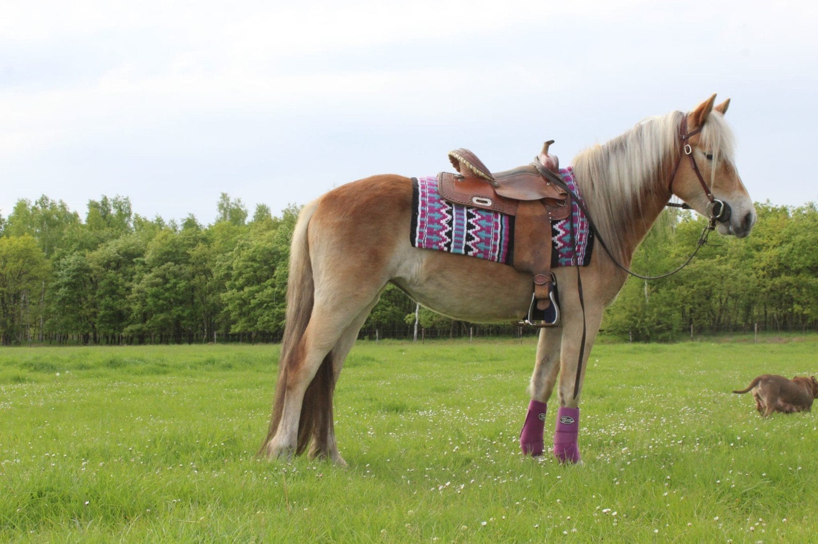 Haflinger, Ruin, Minder dan 160 cm, Recreatiepaard