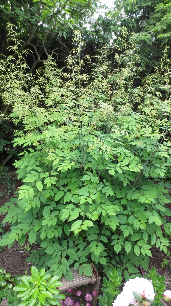 Geitenbaard, Aruncus dioicus, Overige soorten, Vaste plant, Ophalen of Verzenden, Halfschaduw