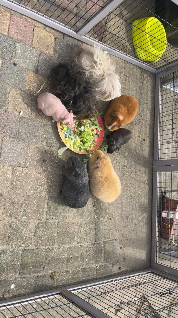 Cavia opvang, Meerdere dieren