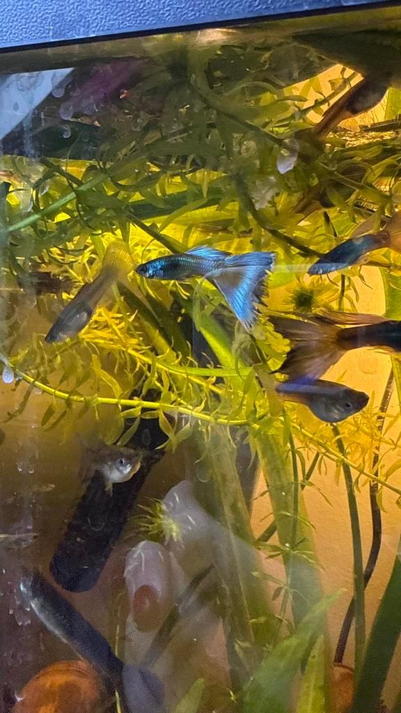 Blue moscow guppy raszuiver, Vis