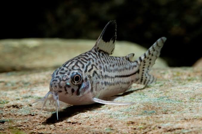 Corydoras en neon tetras, Dieren en Toebehoren, Vissen | Aquariumvissen, Vis